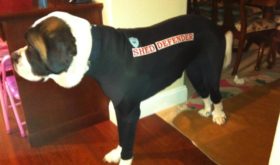 The Shed Defender Stops Shedding Mess from Dogs