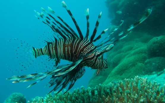 lionfish