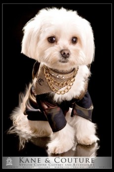 doggy style kane and couture fashion dog apparel