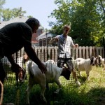 goat rental service