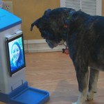ic pooch