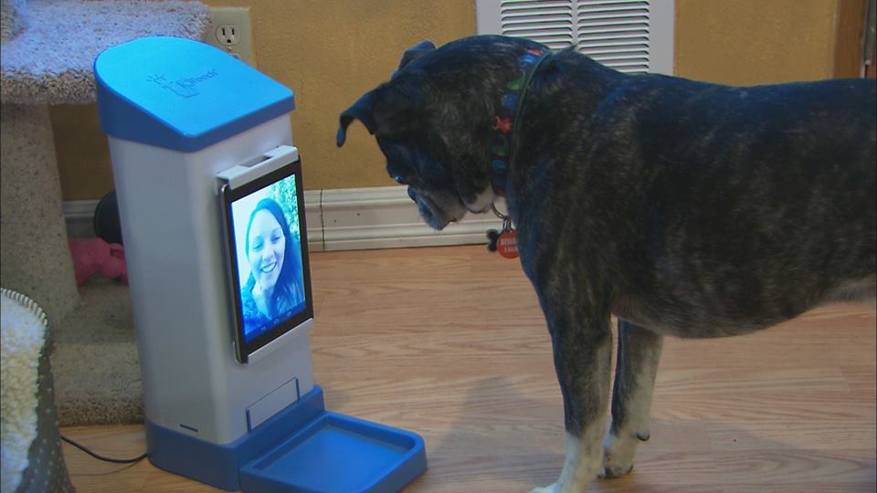 ic pooch