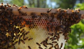 bee keeping supplies bee thinking