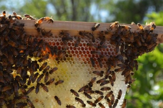 bee keeping supplies bee thinking