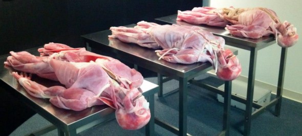 syndaver labs