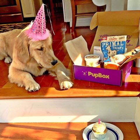 Pupbox petco sales