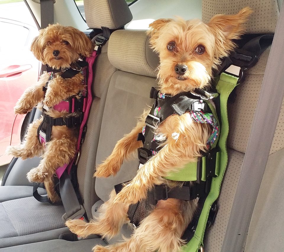 dog harness shark tank