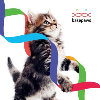 base paws