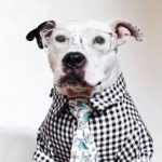 dogthreads