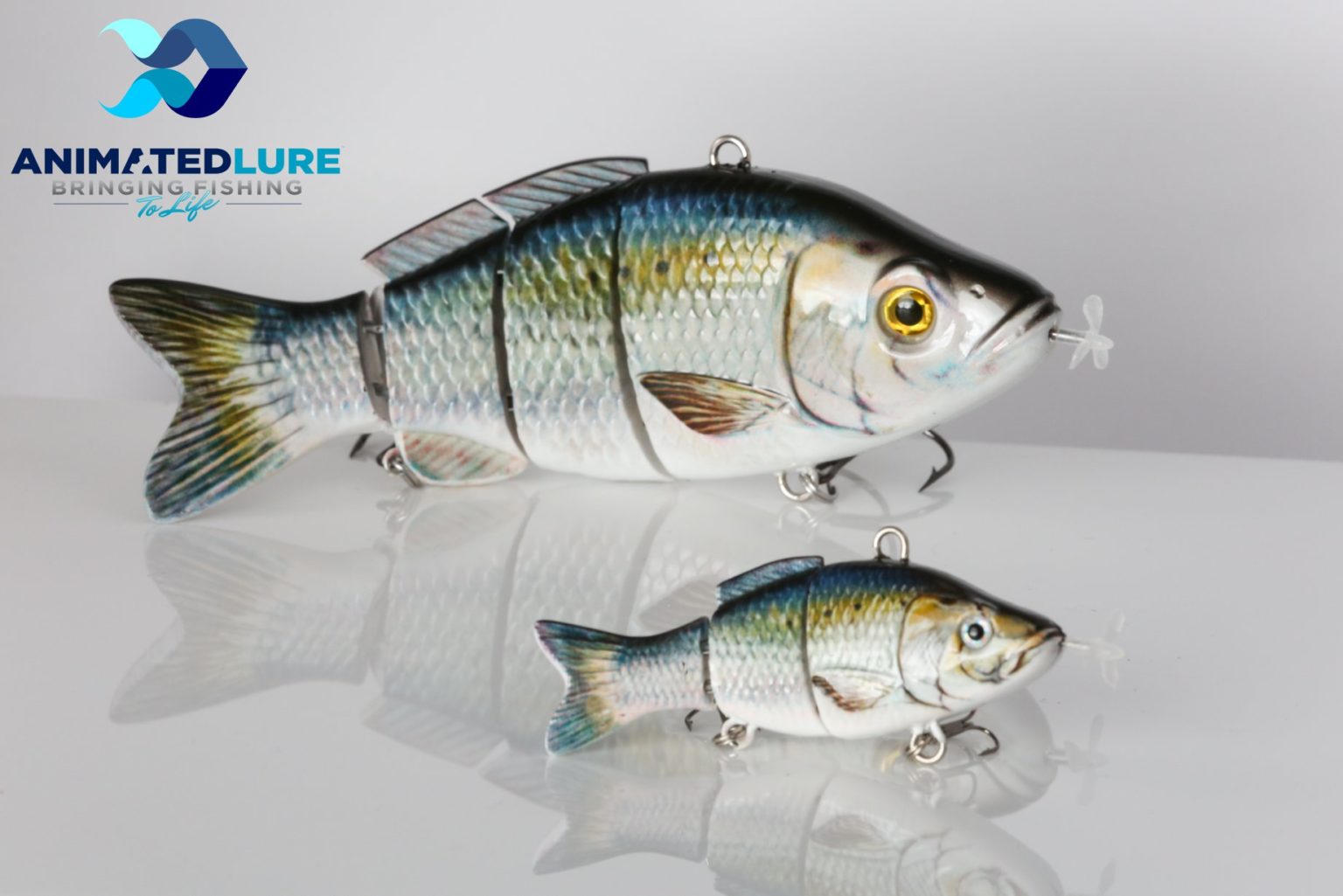 Animated Lure Shark Tank Blog