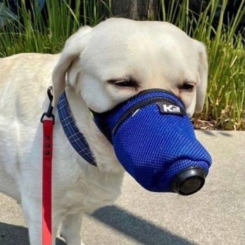 k 9 mask