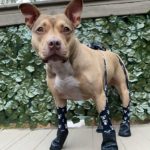 WalkeePaws