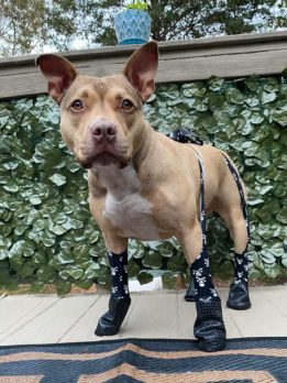 WalkeePaws