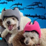 pawnix headphones