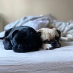 woof app