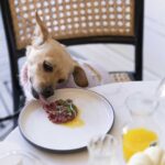 dogue restaurant